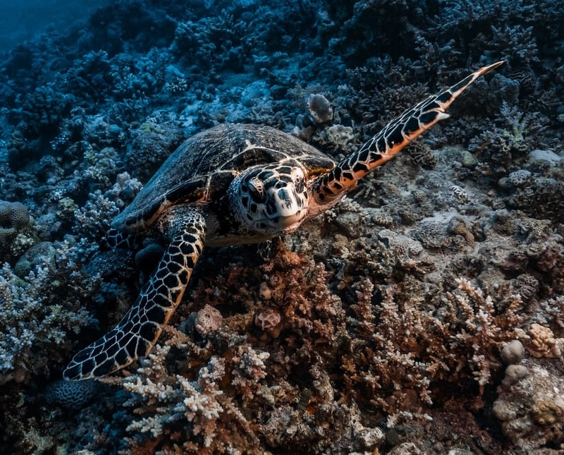 Deep Sea Exploration